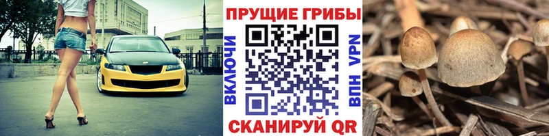 как найти   Великий Устюг  Псилоцибиновые грибы Magic Shrooms 